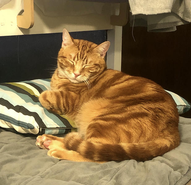 Chungus, the beautiful orange tabby boy, resting on a chaise lounge underneath his window perch.